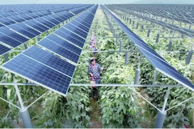 一塊土地 兩份收入！還是光伏農業(yè)最靠譜！