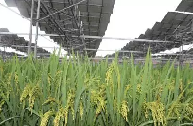 一塊土地 兩份收入！還是光伏農業(yè)最靠譜！