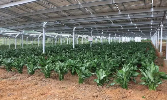 同在農(nóng)村 你只用光伏發(fā)電 他們用光伏賺錢(qián)