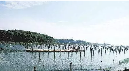 濕地建光伏有風(fēng)險，某地已開展&ldquo;清河行動&rdquo;！