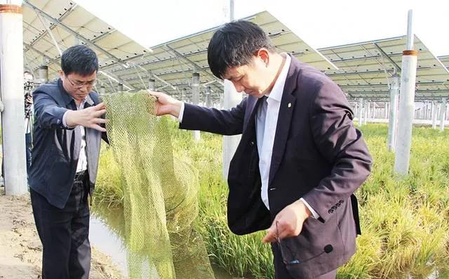 光伏板下養(yǎng)魚不新奇鹽城這家首創(chuàng)的一水兩用一光三照才高級(jí)！