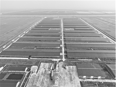 浙東最大&ldquo;牧光互補&rdquo;牛棚發(fā)電站項目投入使用