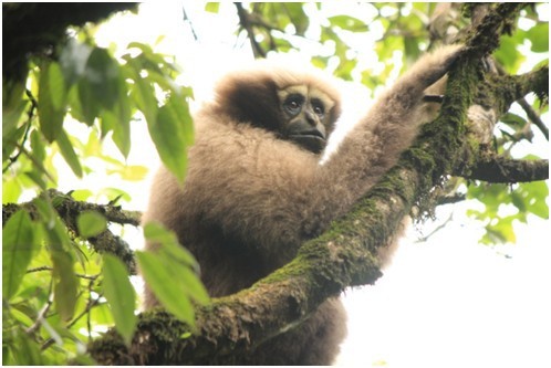 “自然精靈?人類朋友”——云南野生動(dòng)物保護(hù)攝影大賽征稿啟事