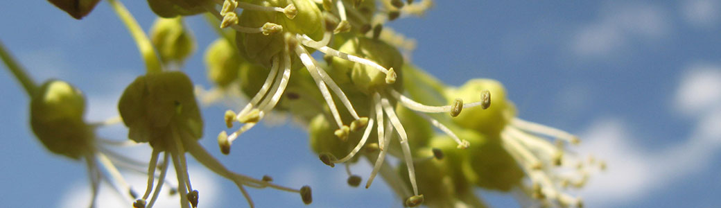 漾濞槭保護(hù)項(xiàng)目